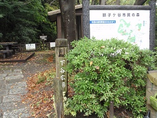 20121112_獅子ヶ谷市民の森.JPG