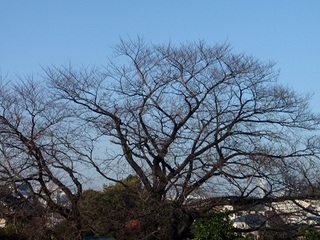 20130213_近所 桜.JPG